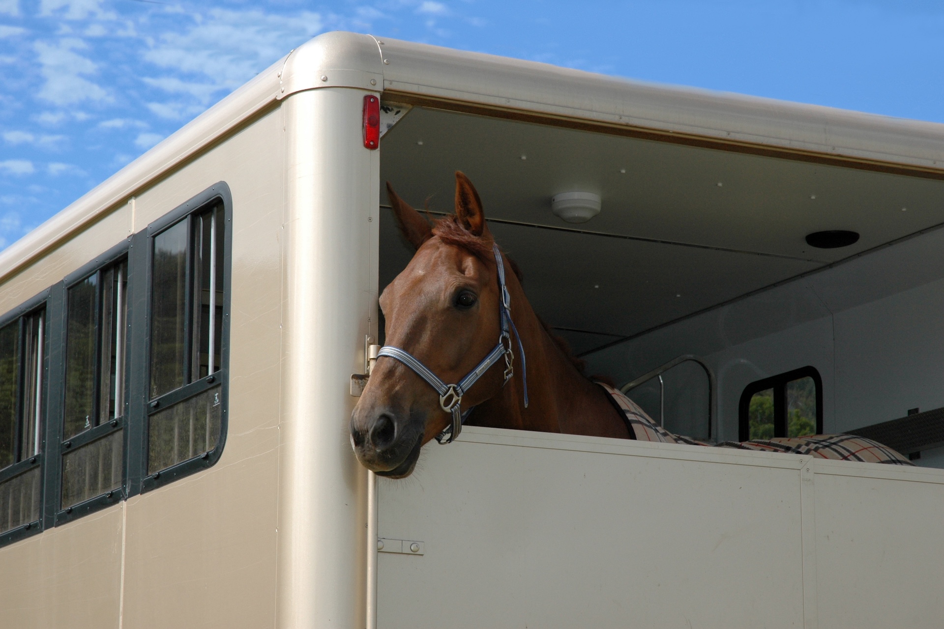 A brown horse poking its head of of the back of a horse transport vehicle